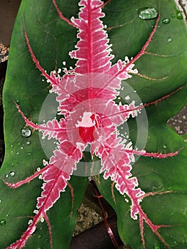 CaladiumÃ¢â¬â¹ bicolorÃ¢â¬â¹ PlantsÃ¢â¬â¹